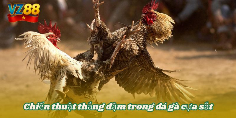 Chiến thuật thắng đậm trong đá gà cựa sắt