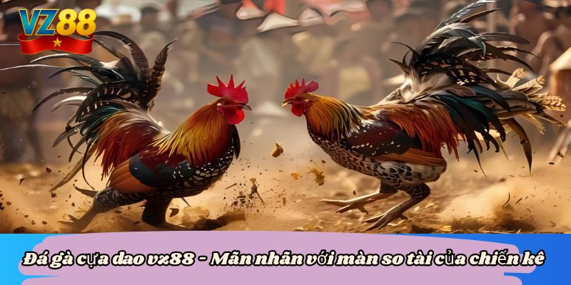 Đá gà cựa dao vz88 - Mãn nhãn với màn so tài của chiến kê 5 Đá gà cựa dao vz88 - Mãn nhãn với màn so tài của chiến kê