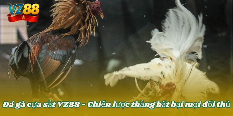 Đá gà cựa sắt VZ88 - Chiến lược thắng bất bại mọi đối thủ