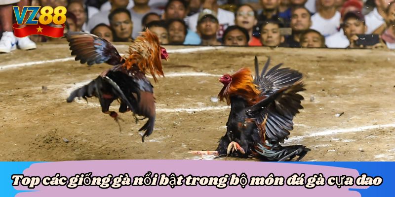 Top các giống gà nổi bật trong bộ môn đá gà cựa dao